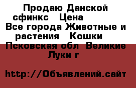  Продаю Данской сфинкс › Цена ­ 2 000 - Все города Животные и растения » Кошки   . Псковская обл.,Великие Луки г.